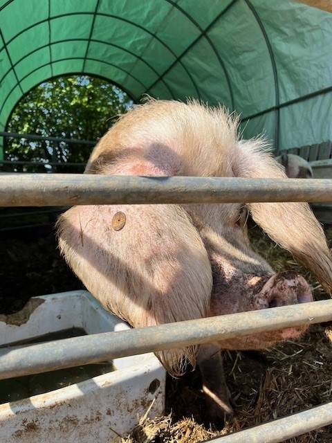 Volunteering at Community Farm