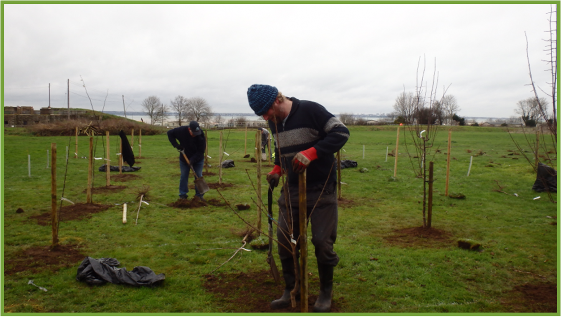 Planting an Orchard at Slough Fort