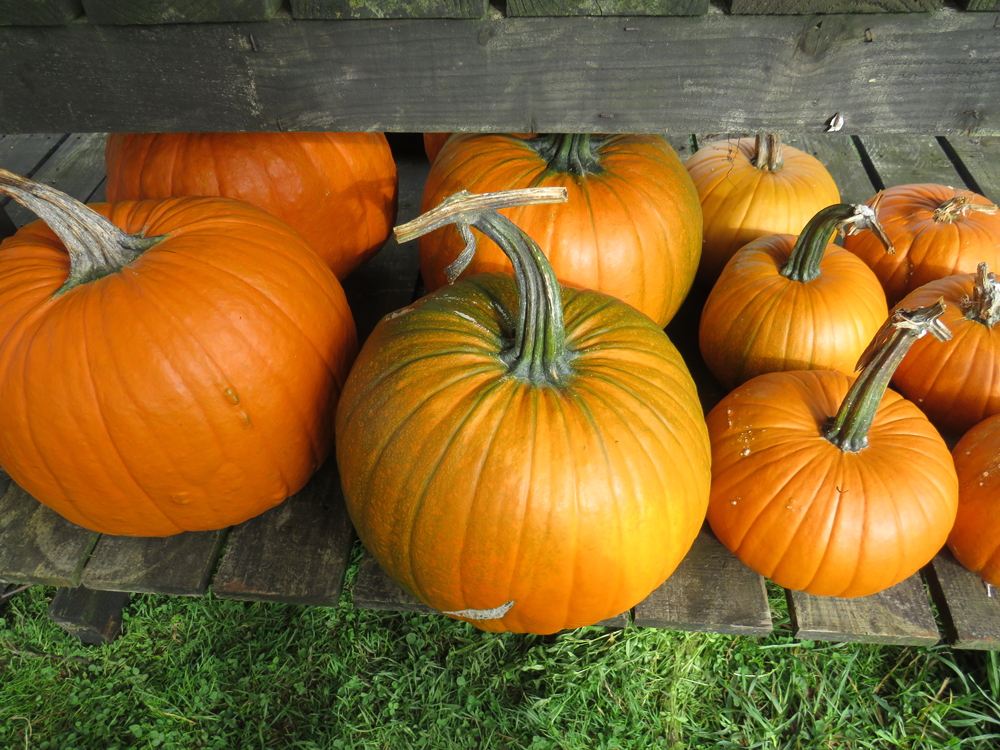 Spadework is busy harvesting pumpkins for Halloween