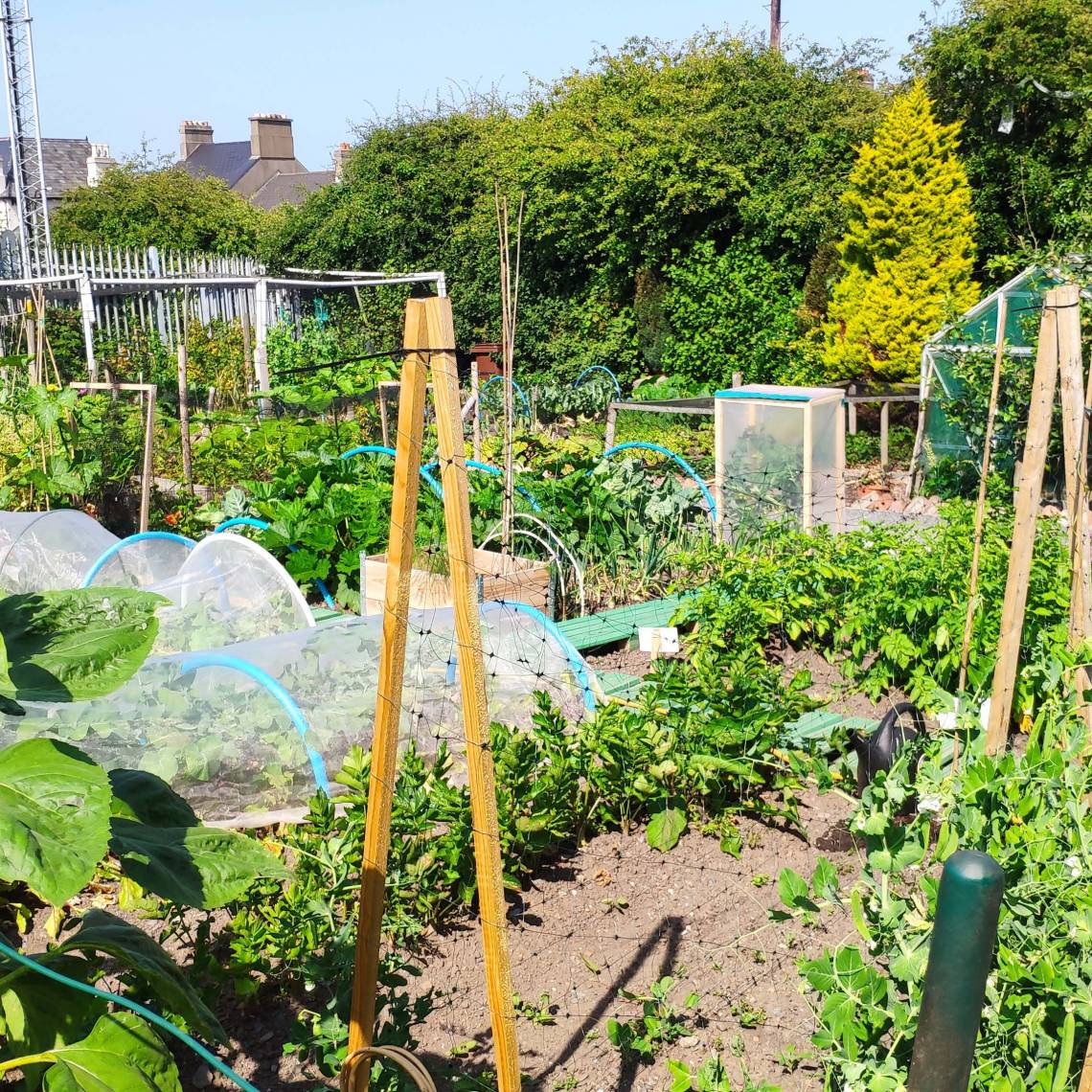 Allotment