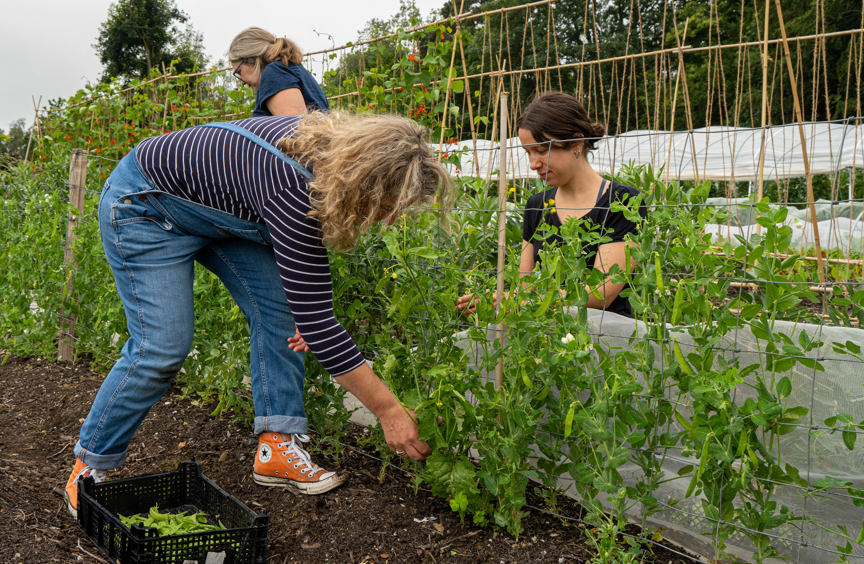 Volunteers in a community garden
